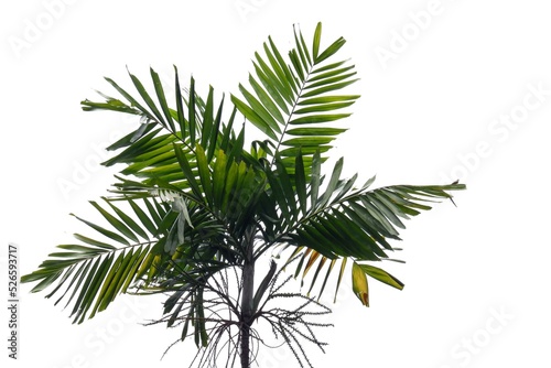 A palm tree with leaves branches on white isolated background for green foliage backdrop © Oradige59