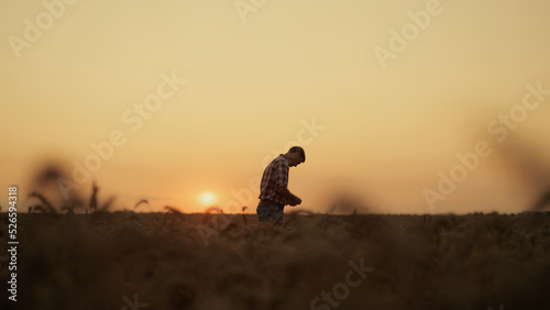 Farmer man silhouette examining wheat grain sunset farmland. Rural countryside photo