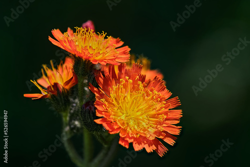 Orange hawkweed flowers in the summer morning sun with a dark background
