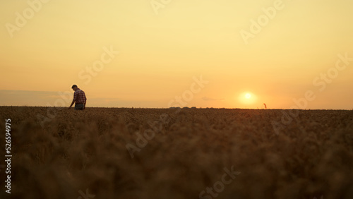Fototapeta Naklejka Na Ścianę i Meble -  Farmer silhouette checking spikelet on crop field. Farming agriculture concept