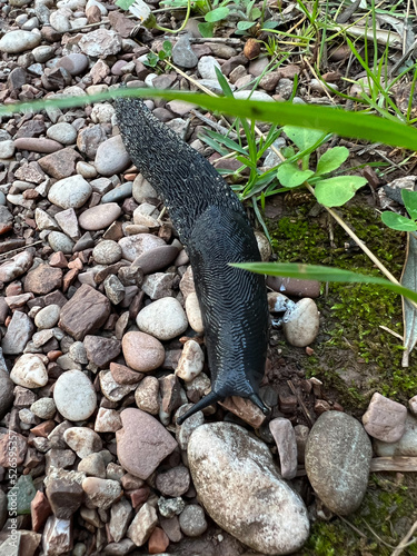 Black slug crawling on fine gravel