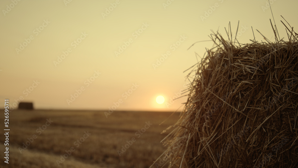 Farmer walking hay stack field after harvesting golden sunset. Agro concept Farmer walking hay stack field after harvesting golden sunset. Agro concept