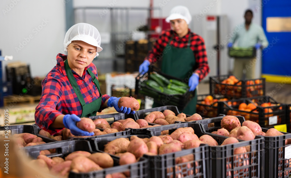 Warehouse worker checks the quality of the harvested potato crop