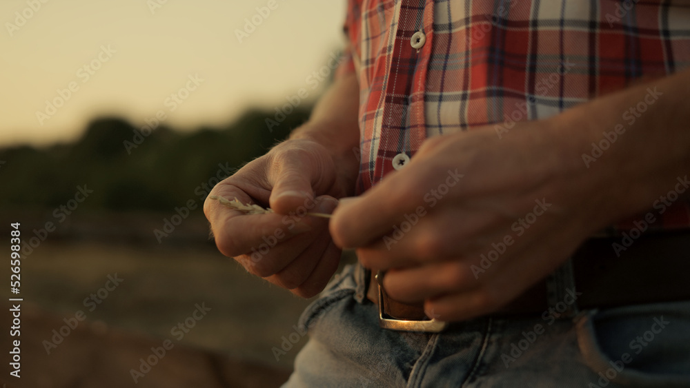 Man hands with wheat spikelets at golden sunset. Farmer check grain quality.