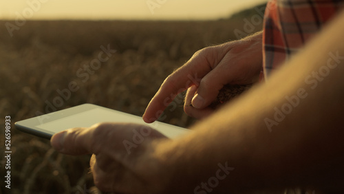 Closeup hands holding tablet in sunlight. Farmer examine wheat spikelets quality