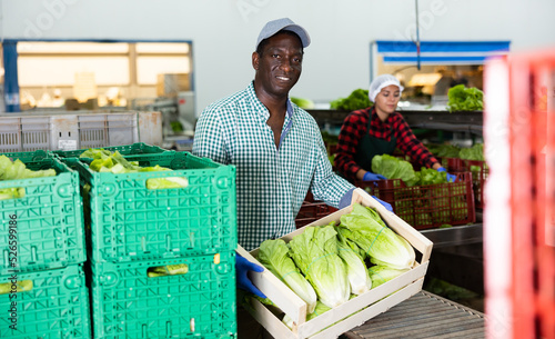 Focused man working on sorting line in vegetable factory, stacking plastic boxes with selected green lettuce prepared for storage or delivery to stores