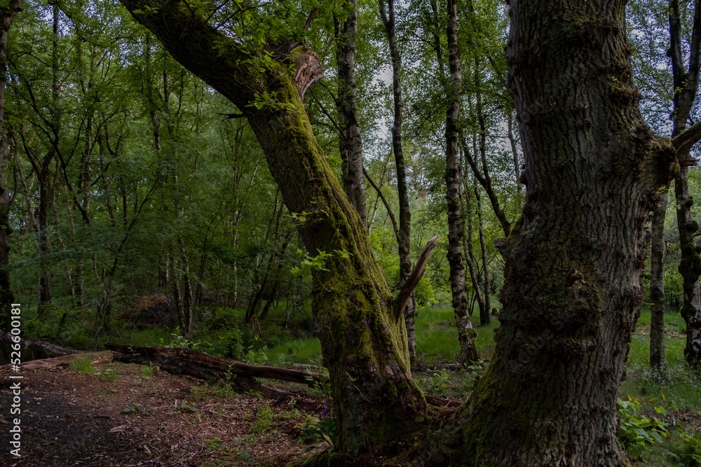 path in the woods