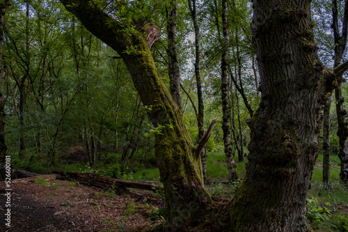 path in the woods