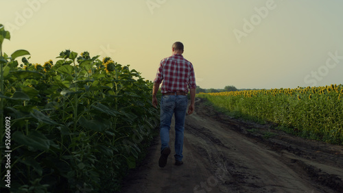 Man walking sunflower road on summer evening. Farmer inspecting flower harvest