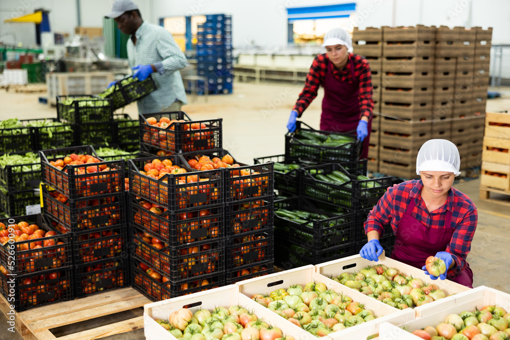 Obraz premium Female employee of vegetable sorting factory arranging tomatoes in boxes