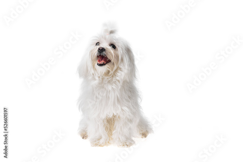 Beautiful and cute white bichon maltese dog over isolated background. Studio shoot of purebreed bichon puppy.