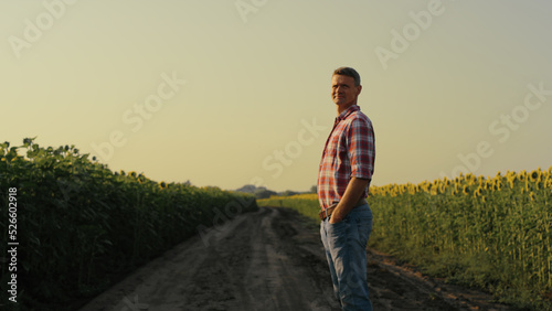 Agronomist looking sunflower field in evening sunlight. Focused farmer inspect © stockbusters