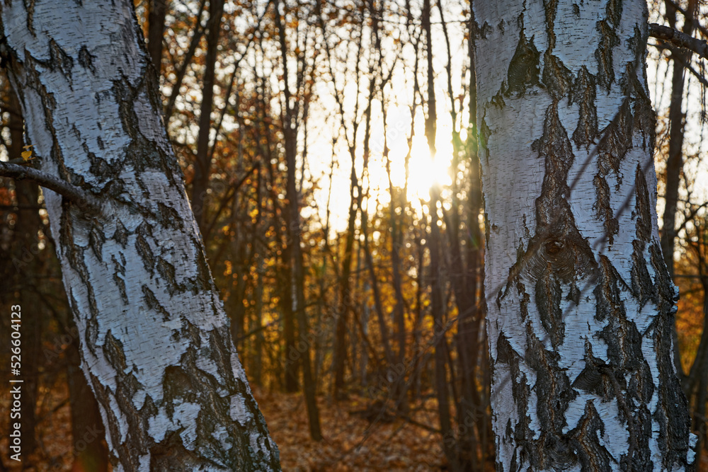 Fototapeta premium Autumn leaves at sunset in the forest.