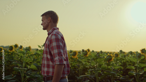 Farmer going sunflower field on sunset. Agronomist inspecting cultivated plants