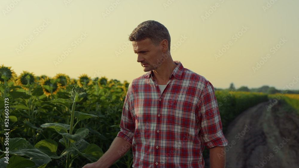 Focused farmer walking field road. Successful agrarian examine sunflower leaves Focused farmer walking field road. Successful agrarian examine sunflower leaves