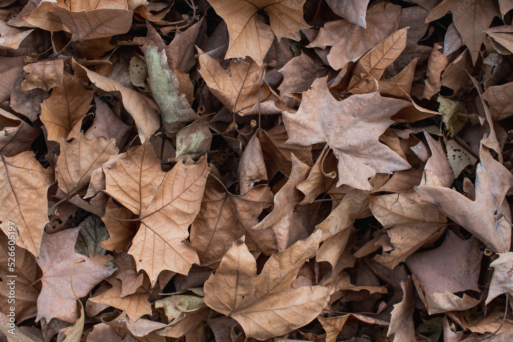 dry leaves on the ground