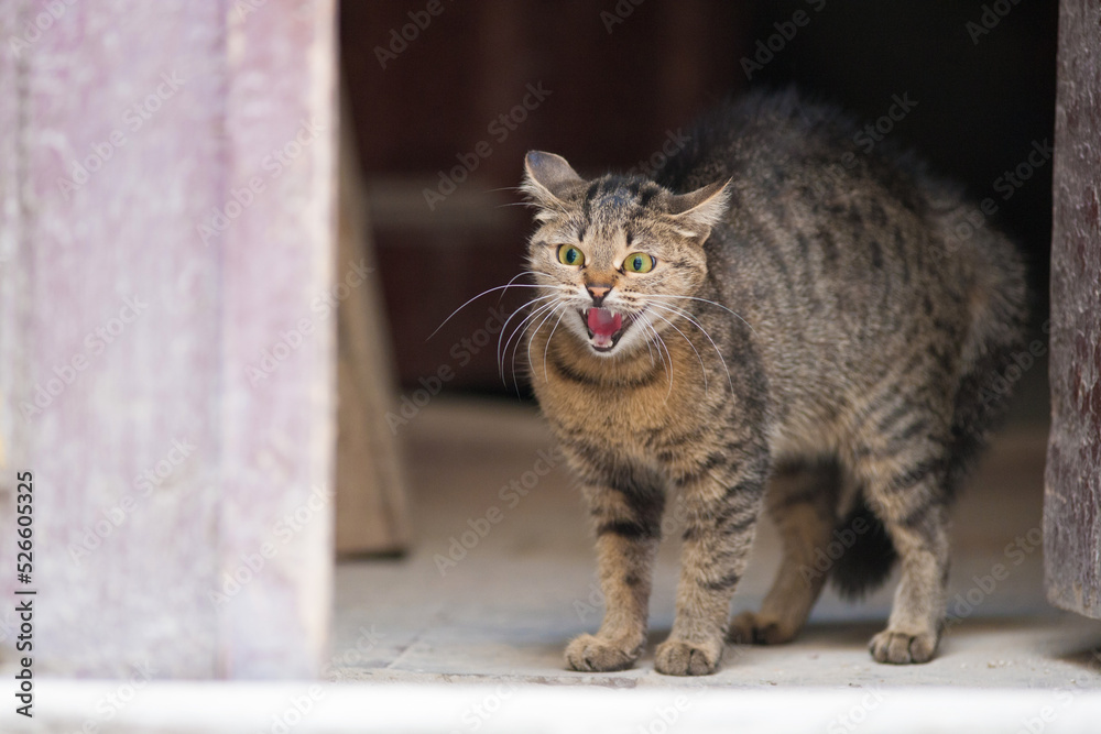 Naklejka premium the cat fright hisses