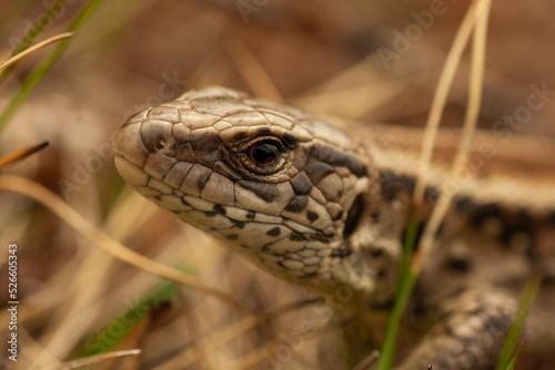 close-up of a lizard's head