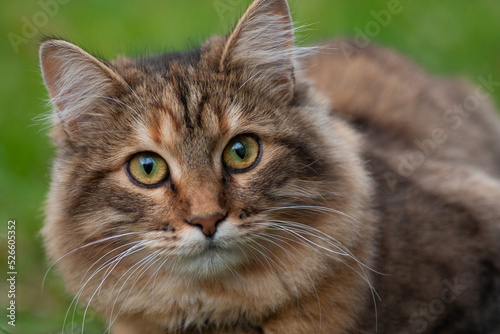 close-up portrait of a beautiful cat