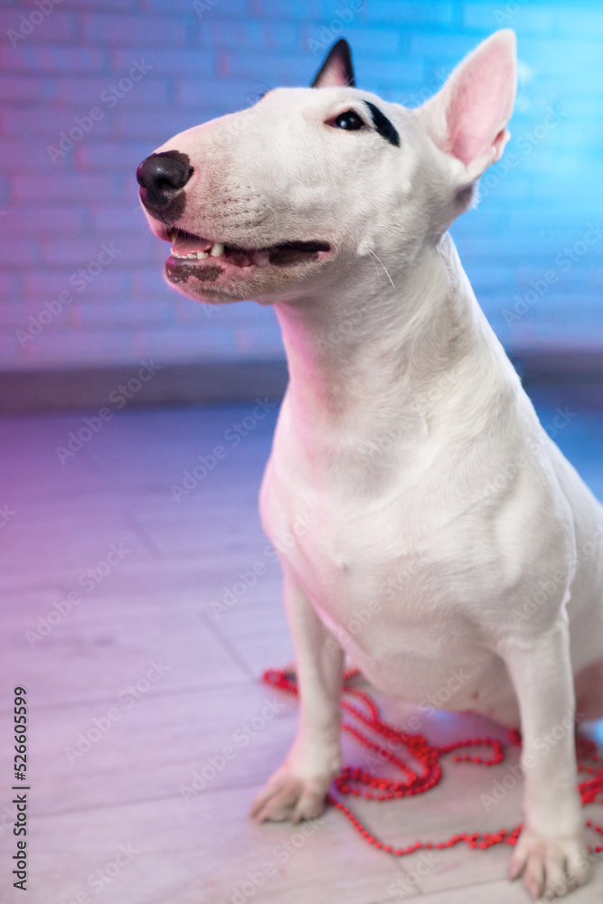 white bull terrier on a brick wall background in neon pink and blue
