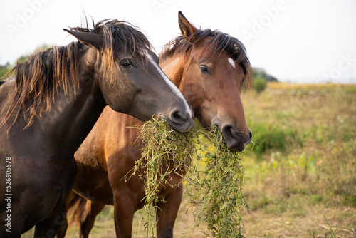 Fototapeta Naklejka Na Ścianę i Meble -  beautiful horses graze in the pasture