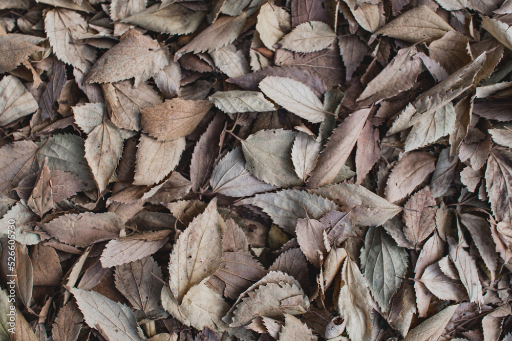 leaves background