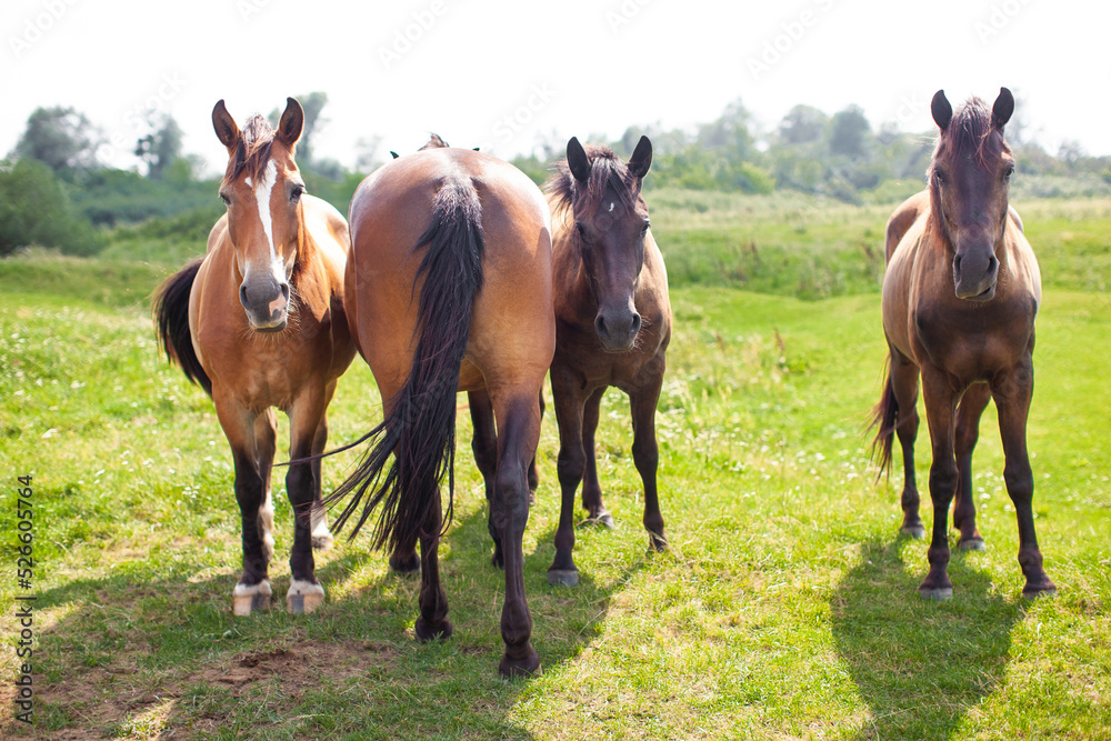 beautiful horses graze in the pasture