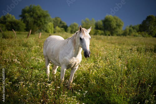 Fototapeta Naklejka Na Ścianę i Meble -  beautiful horses graze in the pasture