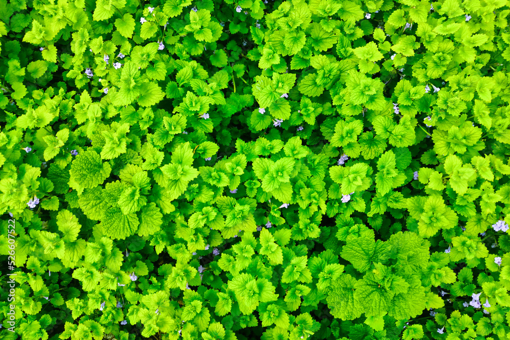 closeup green grass background texture closeup green grass background texture
