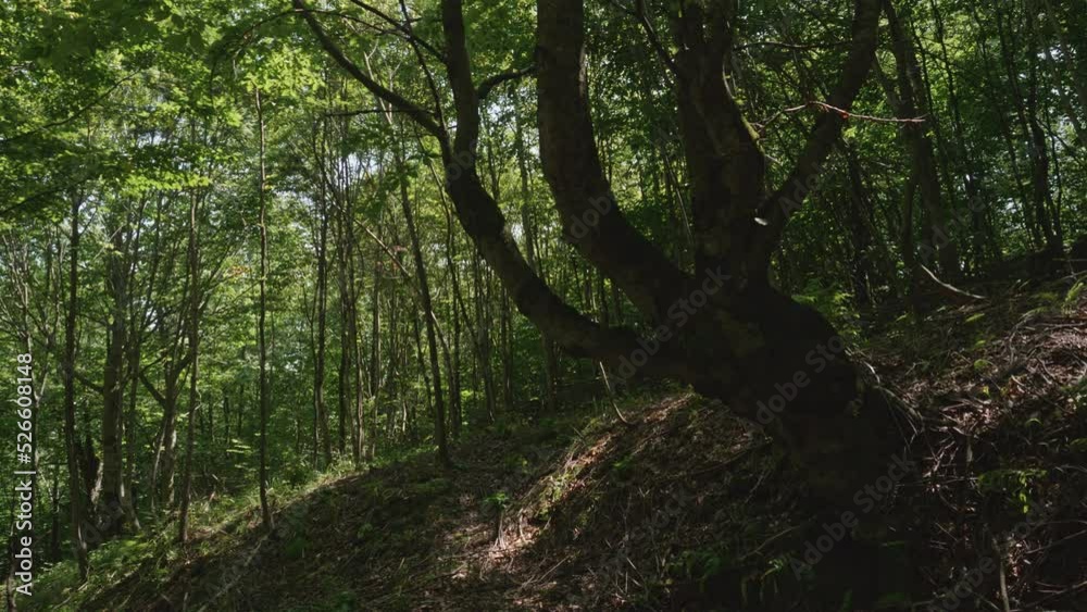 Green Deep Forest Trees in Summer Green Deep Forest Trees in Summer