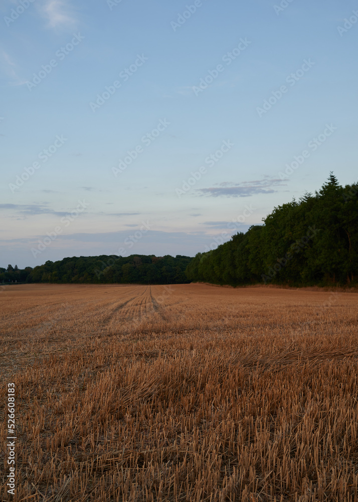 Corn field in summer with trees in background