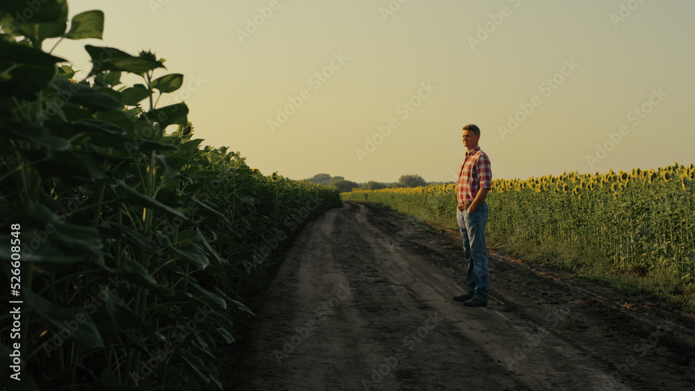 Agronomist inspecting sunflower harvest in sunlight. Farm worker resting on road