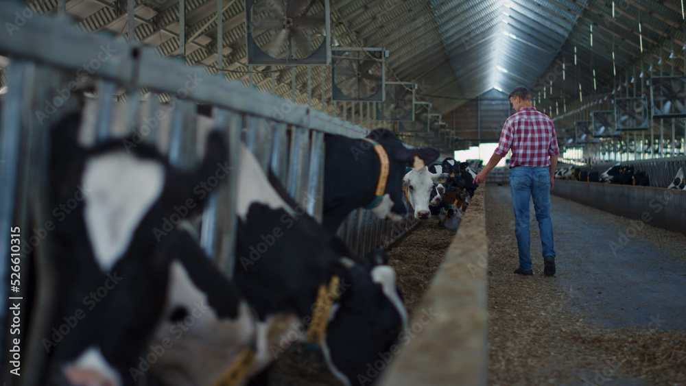 Agronomist checking cows barn walking between stall rows on cattle farm ...