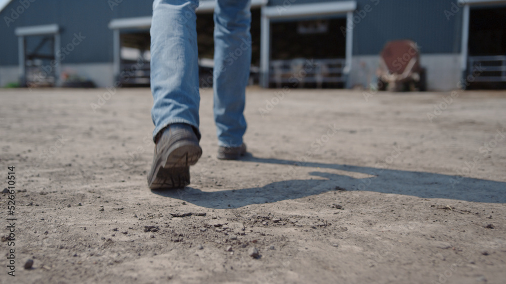 Agronomist legs walking farm yard to barn with cows close up. Agro worker feet. Agronomist legs walking farm yard to barn with cows close up. Agro worker feet.