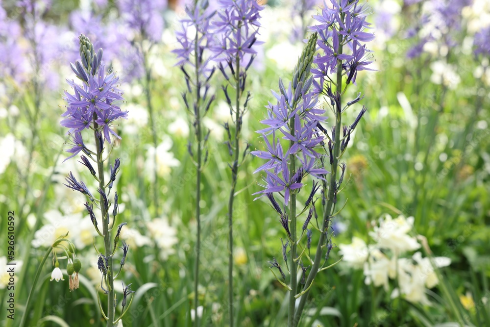 Beautiful Camassia growing among narcissus flowers outdoors, closeup. Spring season