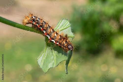 caterpillar on leaf © harri