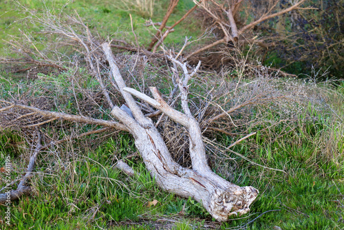 dead branches on ground waiting for garden clean up