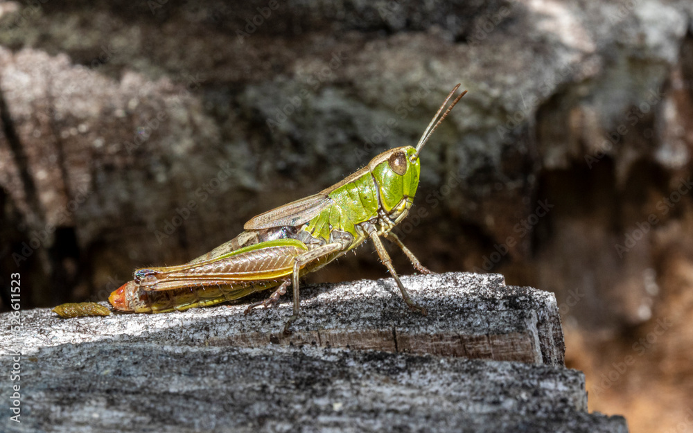 Fototapeta premium grasshopper on the ground