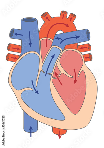 内臓_心臓　血液の流れ