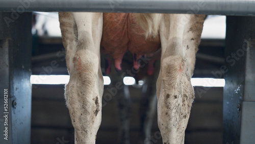 Process automatic cow milking in modern farm. Cattle udder ready for pump device