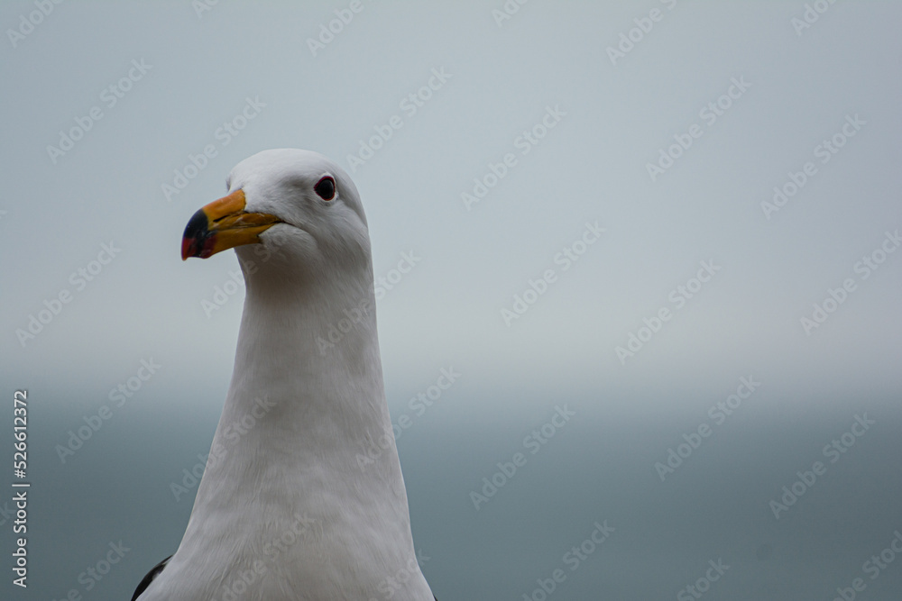 Rostro de Gaviota parada frente al mar Rostro de Gaviota parada frente al mar