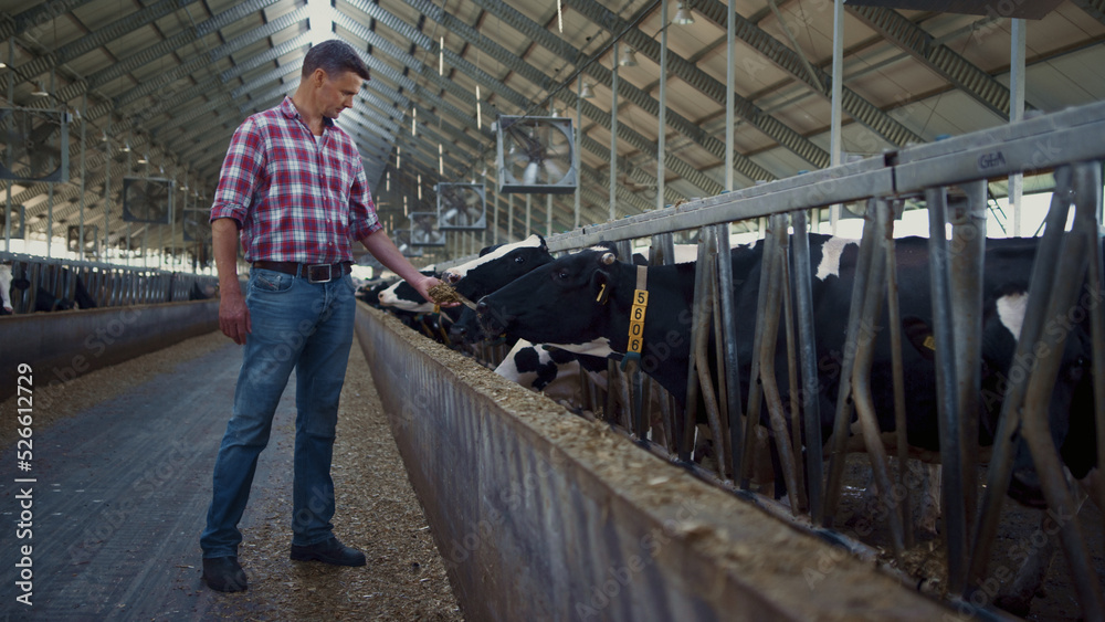 Fototapeta premium Farm worker feeding cows standing near feedlot cowshed. Farmer giving fresh hay.