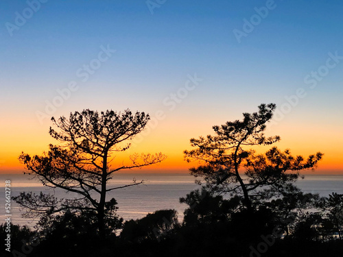 sunset in the forest