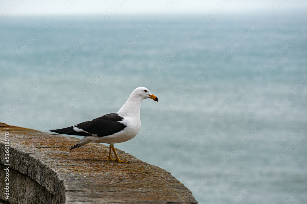 gaviota parada sobre roca frente al mar gaviota parada sobre roca frente al mar