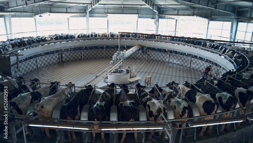 Modern milking process with big industrial machine on farmland robotic cowshed