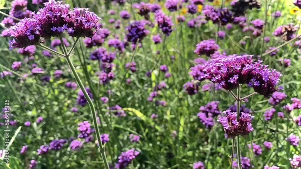 Fleurs Fleurs