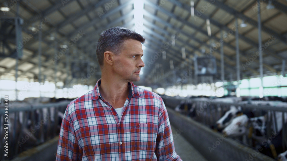 Livestock specialist walking farm between cows rows inspecting cowshed close up. Livestock specialist walking farm between cows rows inspecting cowshed close up.
