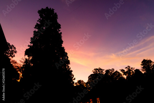 A tree in a purple sunset