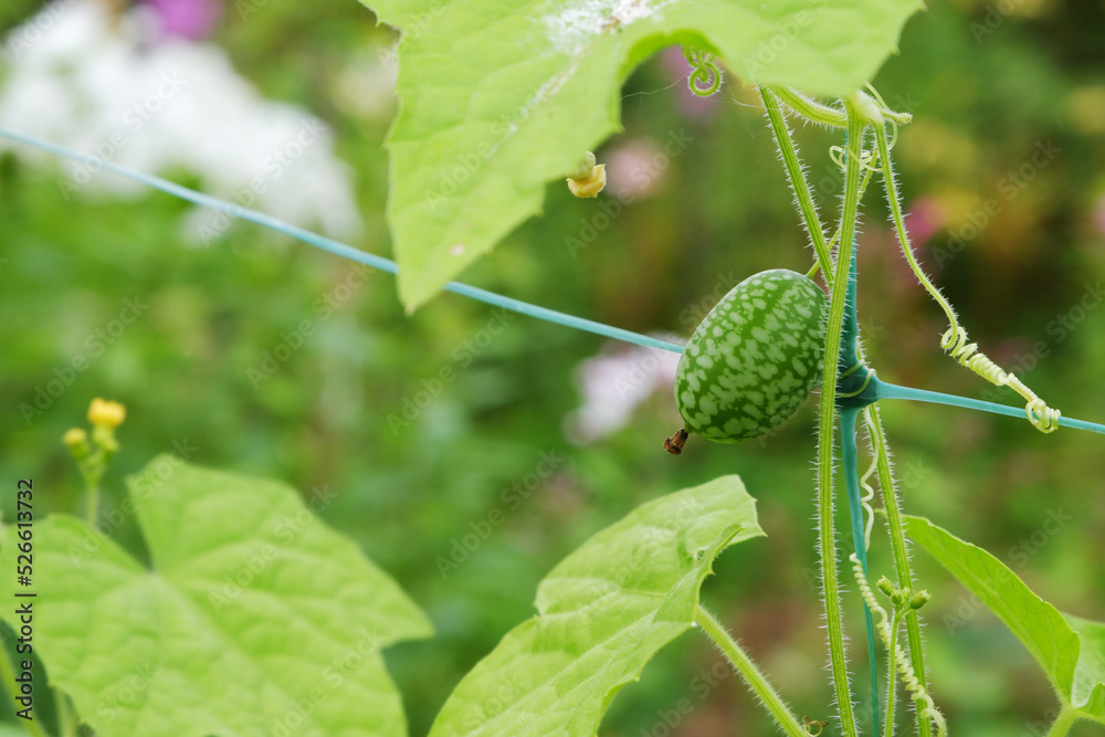 Melothria scabra. American cucumber is a small fruit that resembles a cucumber in taste, looks like tiny watermelons. Melothria scabra. American cucumber is a small fruit that resembles a cucumber in taste, looks like tiny watermelons.