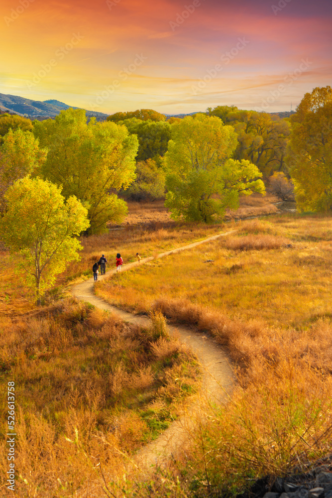 Fototapeta premium A path through a golden field, in the mountains of Prescott Arizona